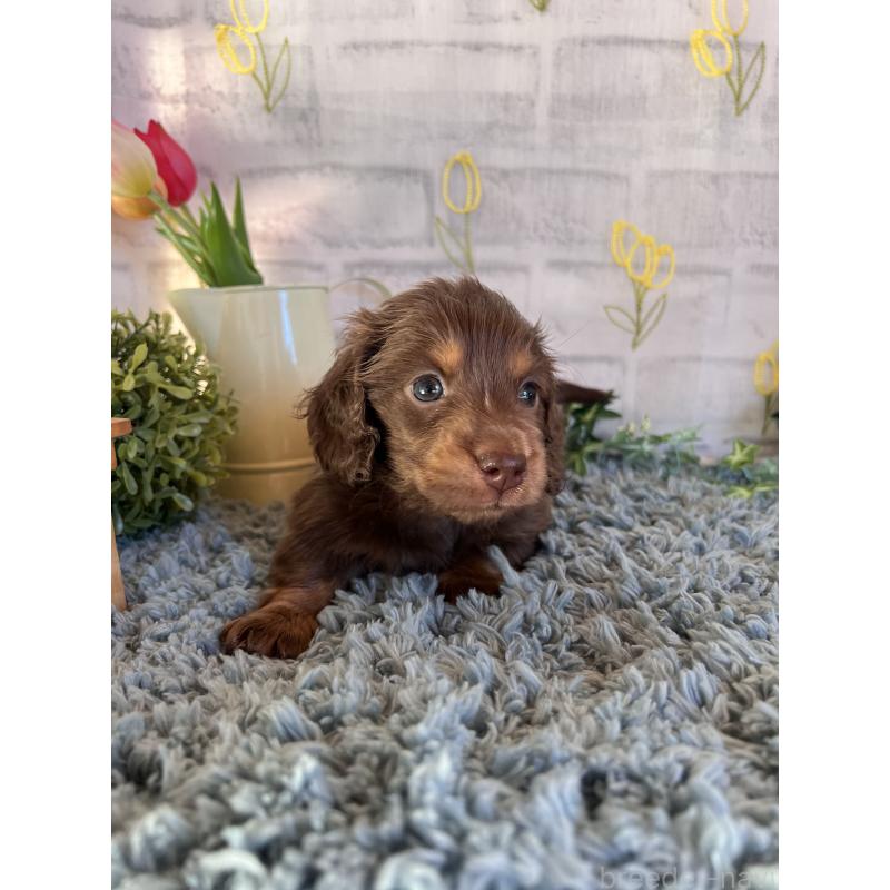 販売中の埼玉県のミニチュアダックスフンド(ロングヘアード)-443164の7枚目