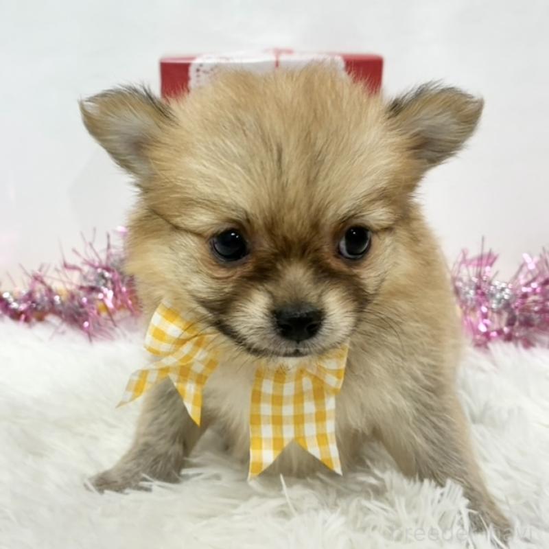 販売中の岐阜県のポメチワ:ポメラニアン×チワワ-443020