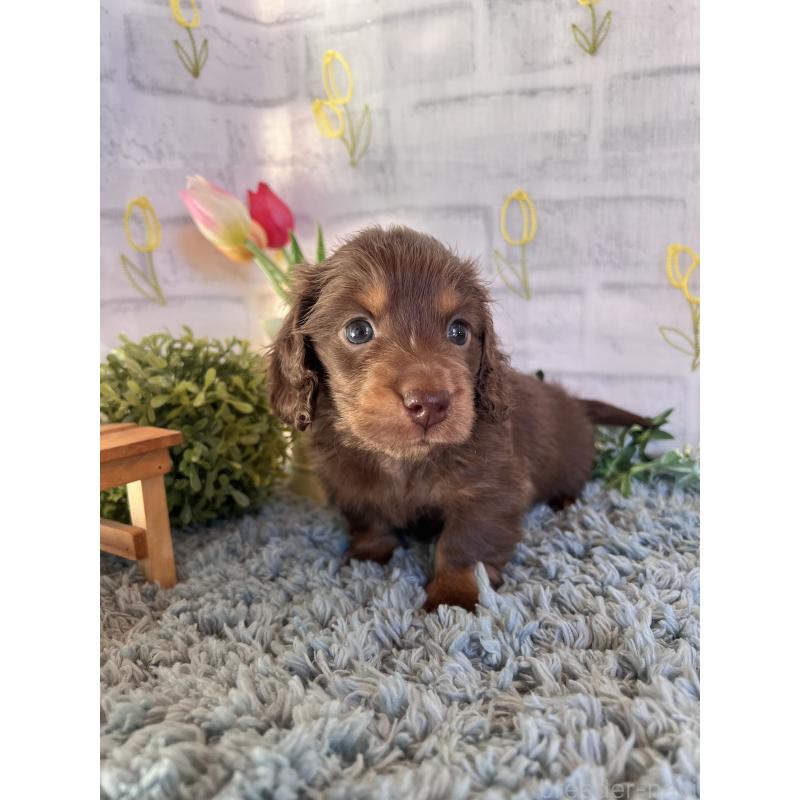 販売中の埼玉県のミニチュアダックスフンド(ロングヘアード)-443164の3枚目