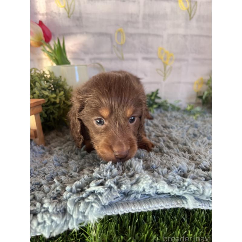 販売中の埼玉県のミニチュアダックスフンド(ロングヘアード)-443164の2枚目