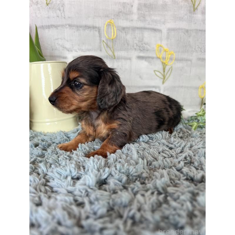 販売中の埼玉県のミニチュアダックスフンド(ロングヘアード)-443165の10枚目