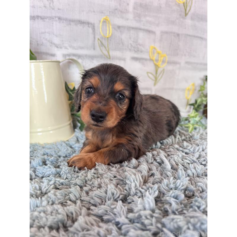 販売中の埼玉県のミニチュアダックスフンド(ロングヘアード)-443165の9枚目