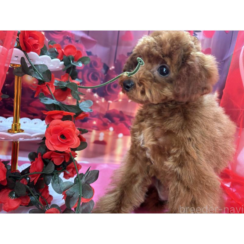 販売中の栃木県のタイニープードル-423222の9枚目