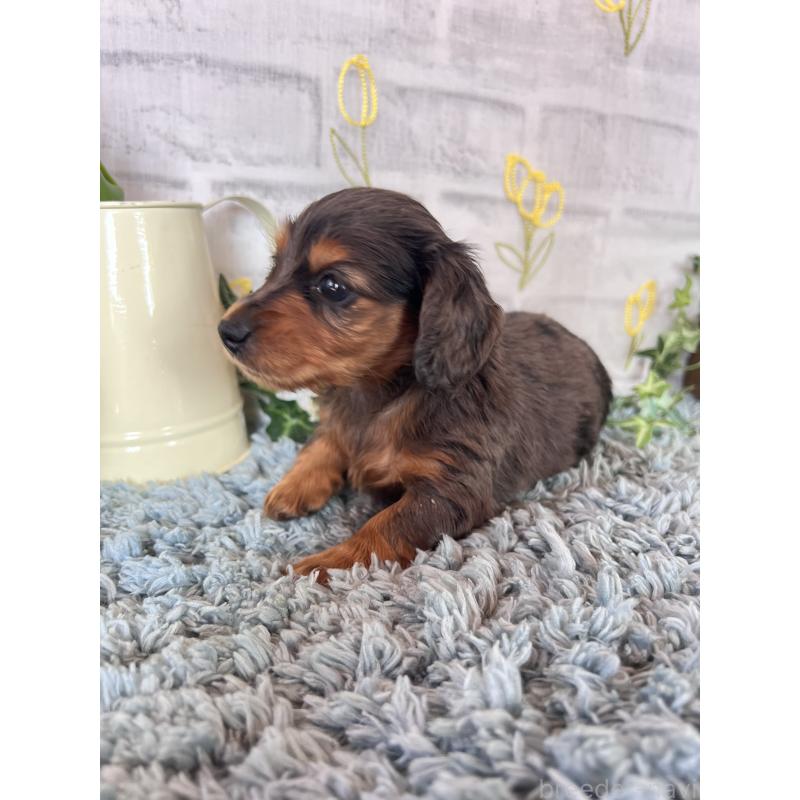 販売中の埼玉県のミニチュアダックスフンド(ロングヘアード)-443165の8枚目