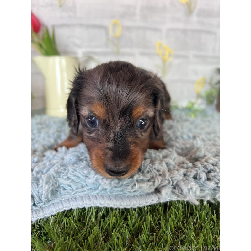 販売中の埼玉県のミニチュアダックスフンド(ロングヘアード)-443165の6枚目