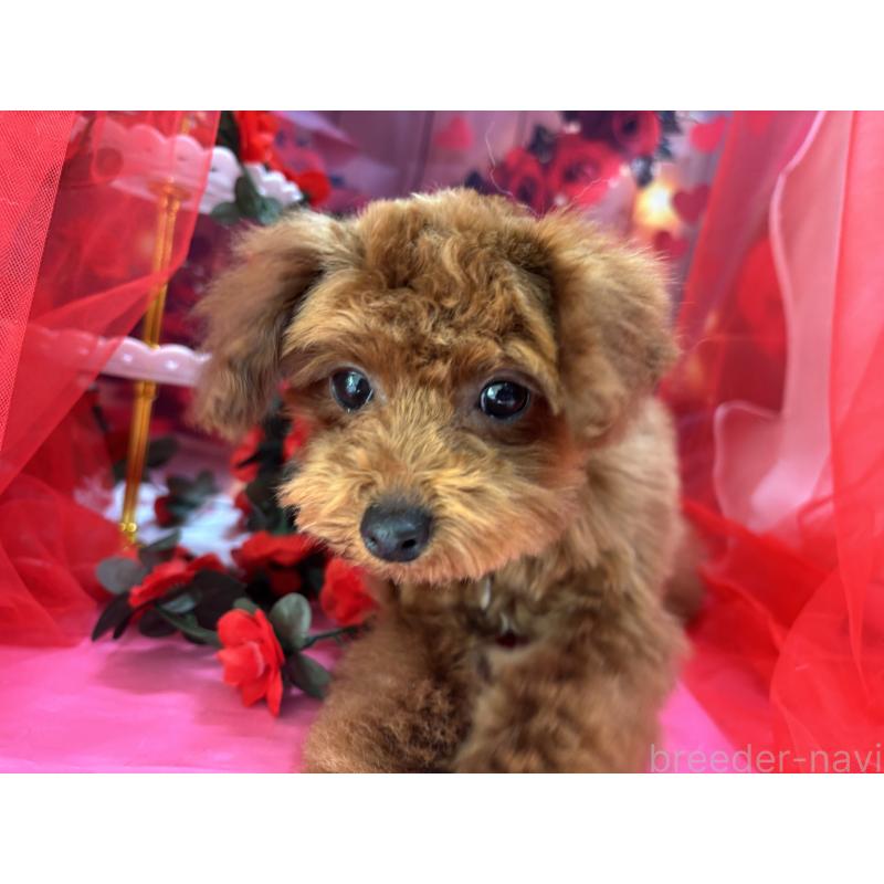 販売中の栃木県のタイニープードル-423222の6枚目