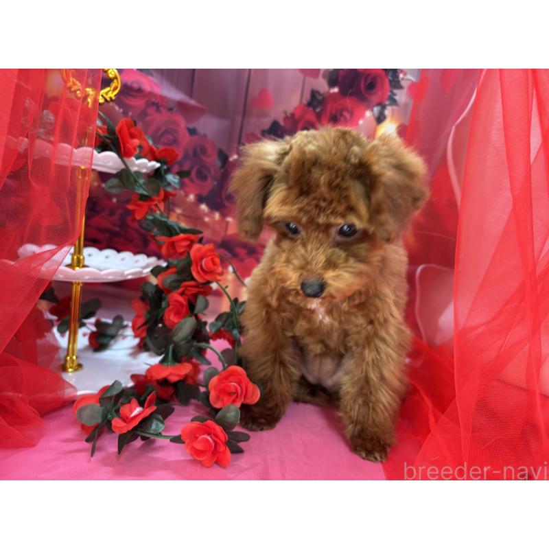 販売中の栃木県のタイニープードル-423222の5枚目