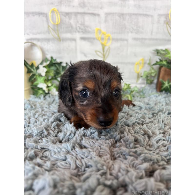 販売中の埼玉県のミニチュアダックスフンド(ロングヘアード)-443165の5枚目