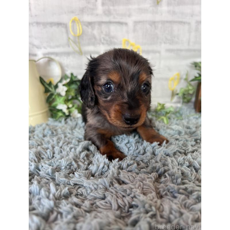 販売中の埼玉県のミニチュアダックスフンド(ロングヘアード)-443165の4枚目