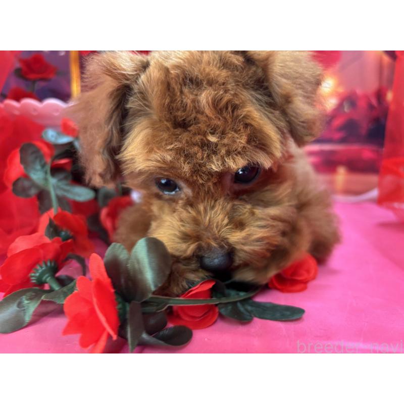 販売中の栃木県のタイニープードル-423222の4枚目