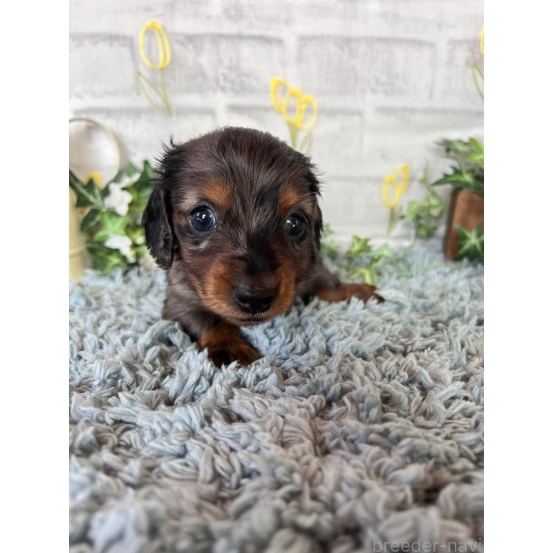 販売中の埼玉県のミニチュアダックスフンド(ロングヘアード)-443165の3枚目