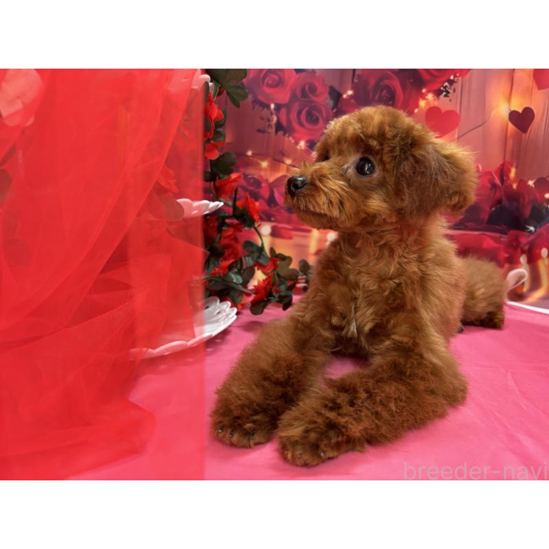 販売中の栃木県のタイニープードル-423222の3枚目