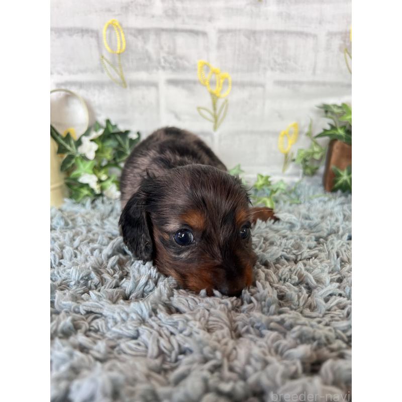 販売中の埼玉県のミニチュアダックスフンド(ロングヘアード)-443165の2枚目