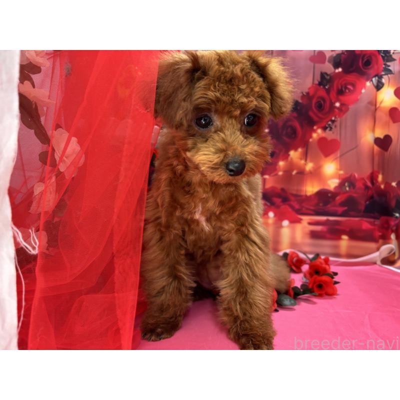 販売中の栃木県のタイニープードル-423222の2枚目