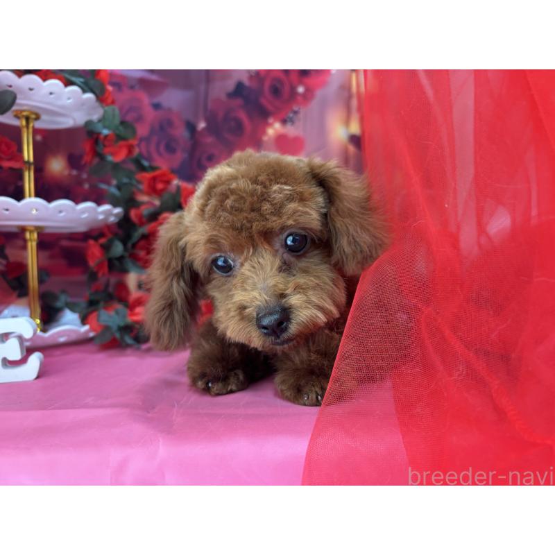 販売中の栃木県のタイニープードル-423220の11枚目