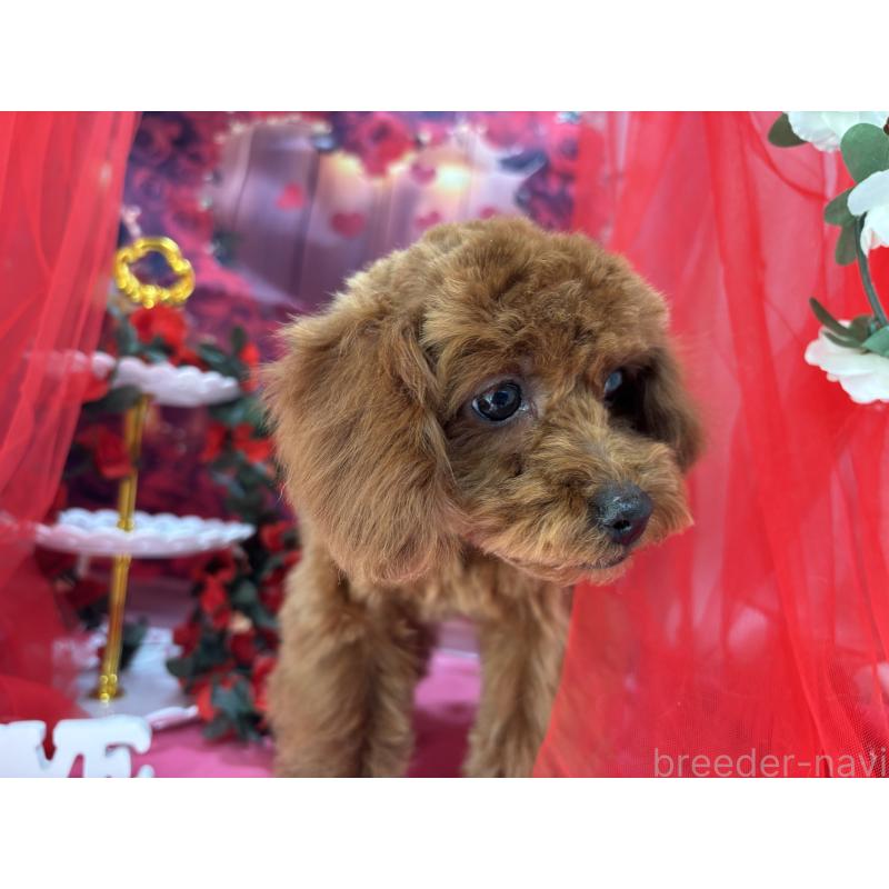 販売中の栃木県のタイニープードル-423220の9枚目