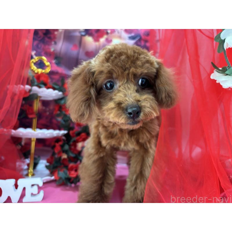 販売中の栃木県のタイニープードル-423220の8枚目