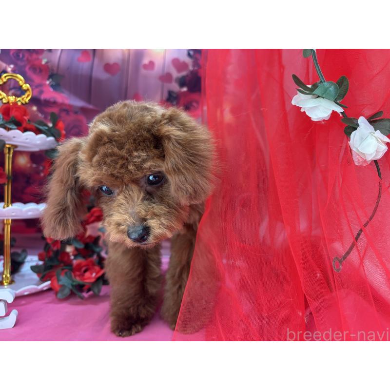 販売中の栃木県のタイニープードル-423220の6枚目