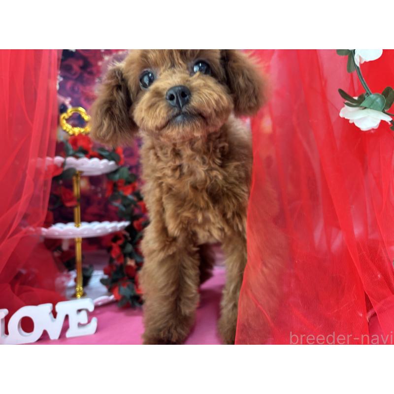 販売中の栃木県のタイニープードル-423220の4枚目