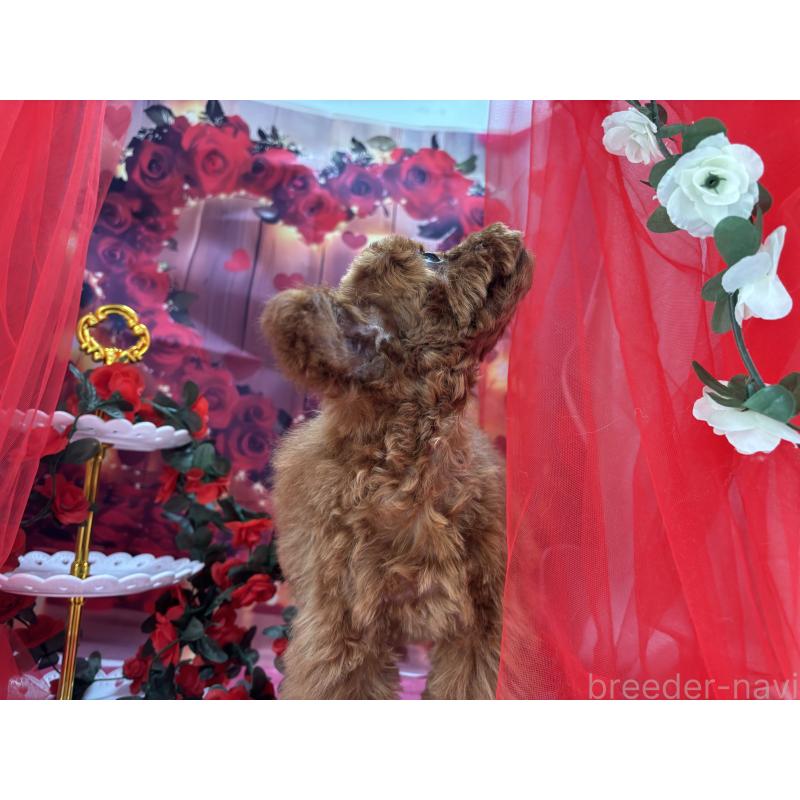 販売中の栃木県のタイニープードル-423220の3枚目