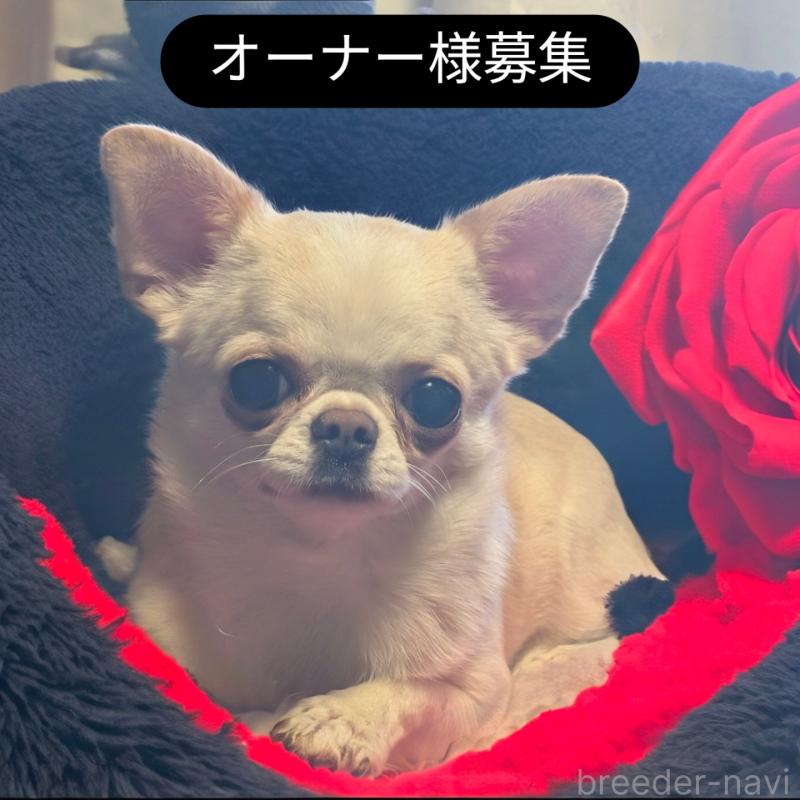 販売中の静岡県のチワワ(スムースコート)-443166