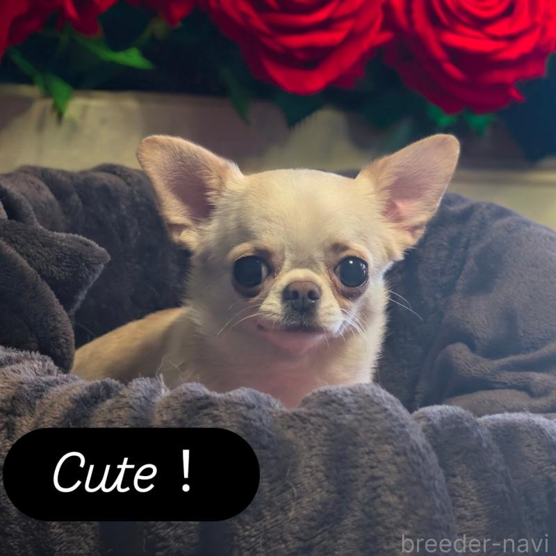 販売中の静岡県のチワワ(スムースコート)-443166の6枚目