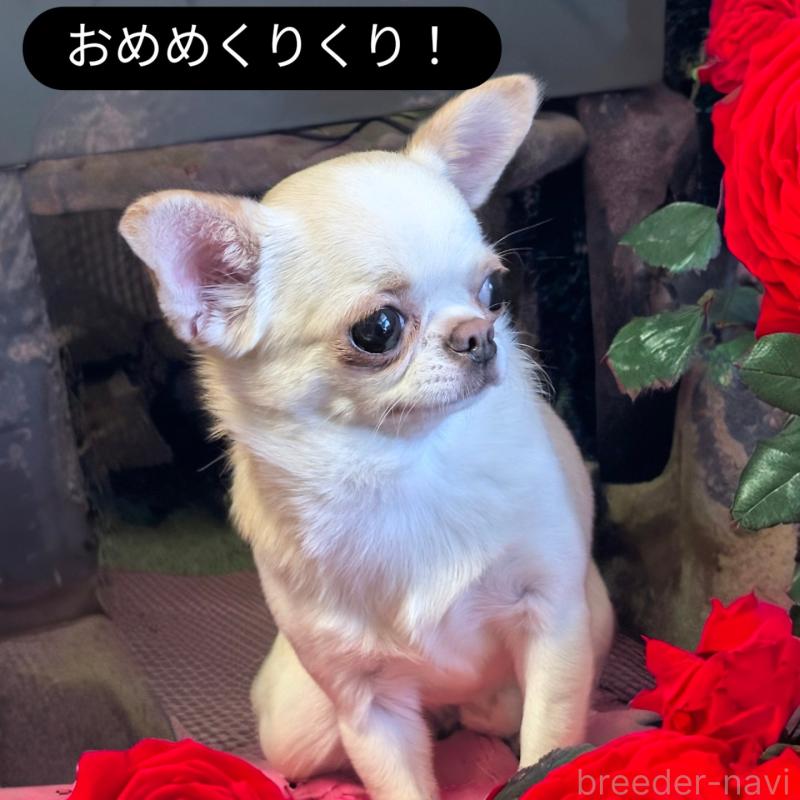 販売中の静岡県のチワワ(スムースコート)-443166の5枚目