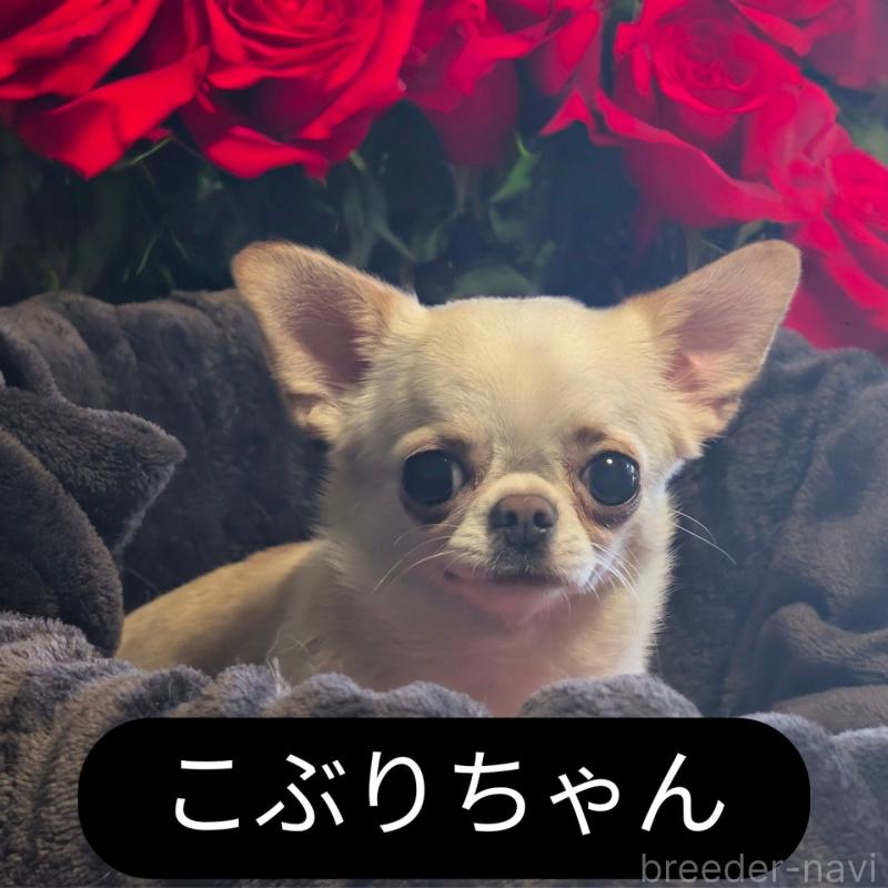 販売中の静岡県のチワワ(スムースコート)-443166の4枚目