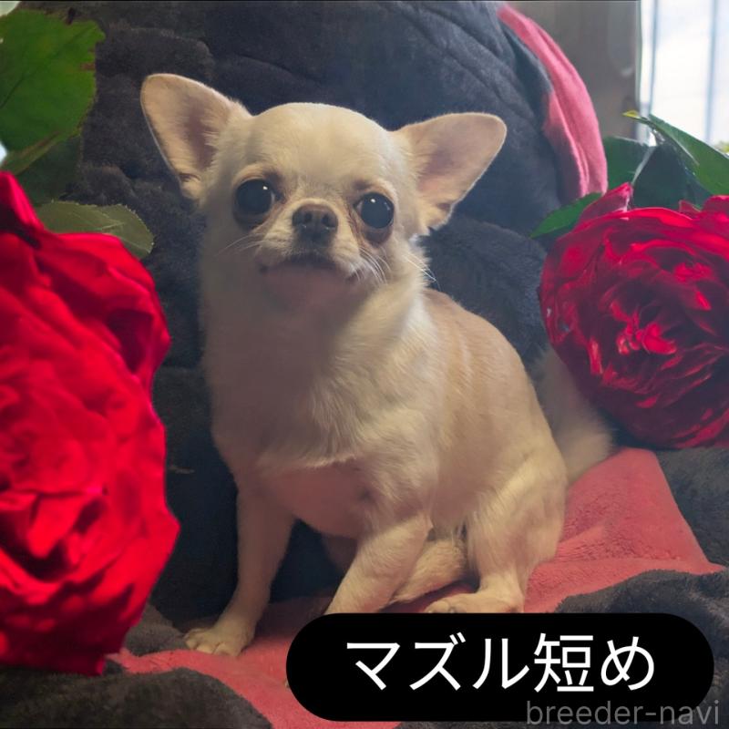 販売中の静岡県のチワワ(スムースコート)-443166の3枚目