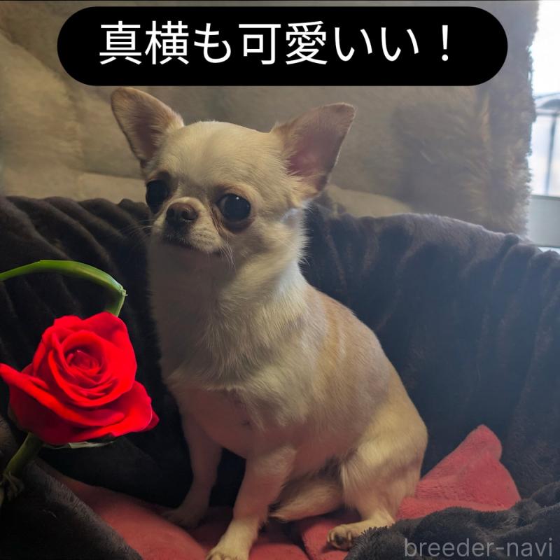 販売中の静岡県のチワワ(スムースコート)-443166の2枚目