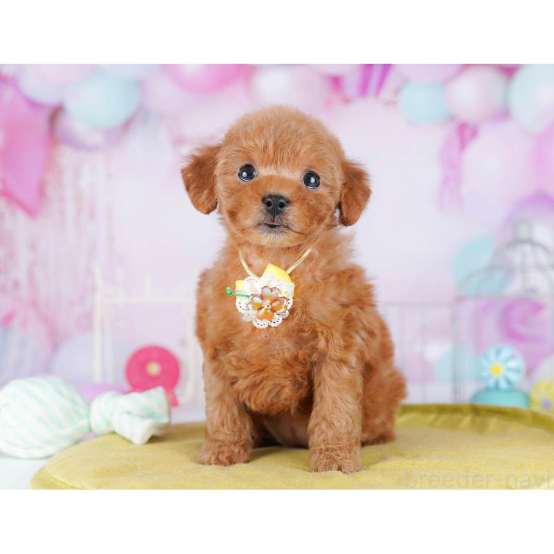 販売中の千葉県のトイプードル-443280の1枚目