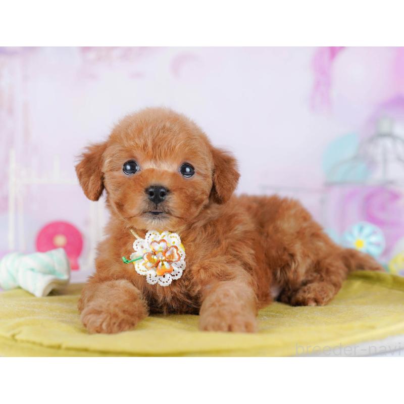 販売中の千葉県のトイプードル-443280の11枚目