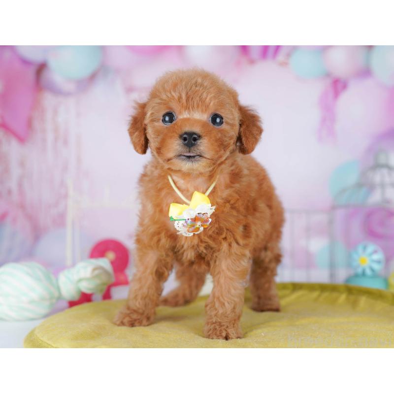 販売中の千葉県のトイプードル-443280の10枚目