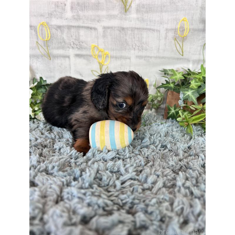 販売中の埼玉県のミニチュアダックスフンド(ロングヘアード)-443167の10枚目