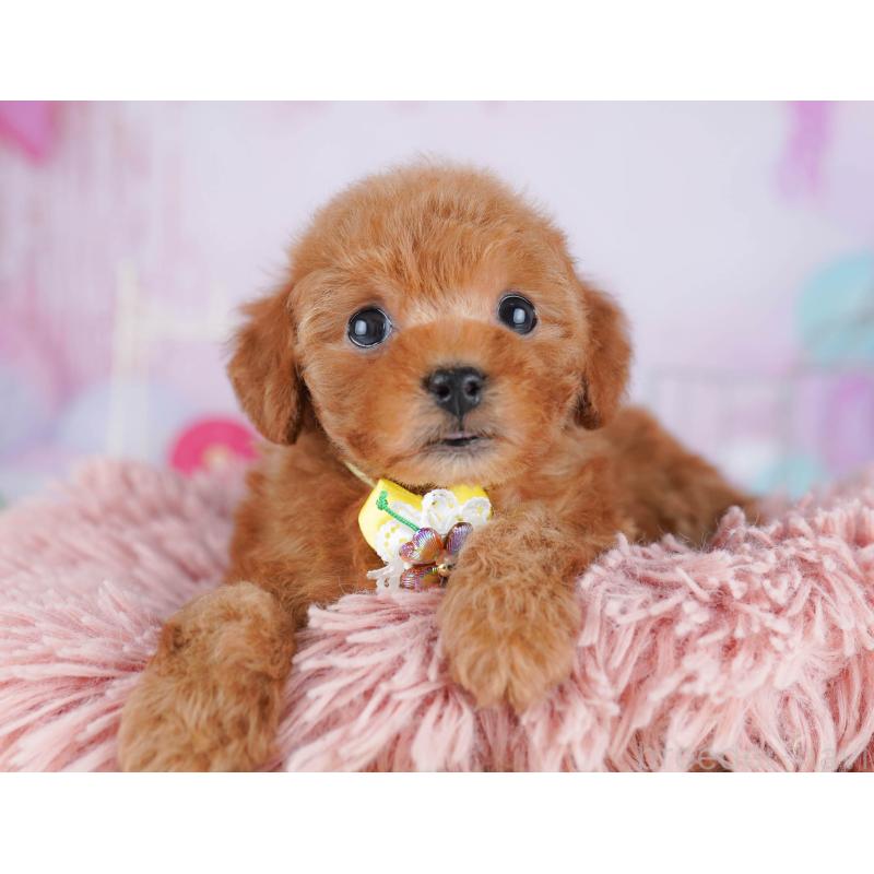 販売中の千葉県のトイプードル-443280の9枚目