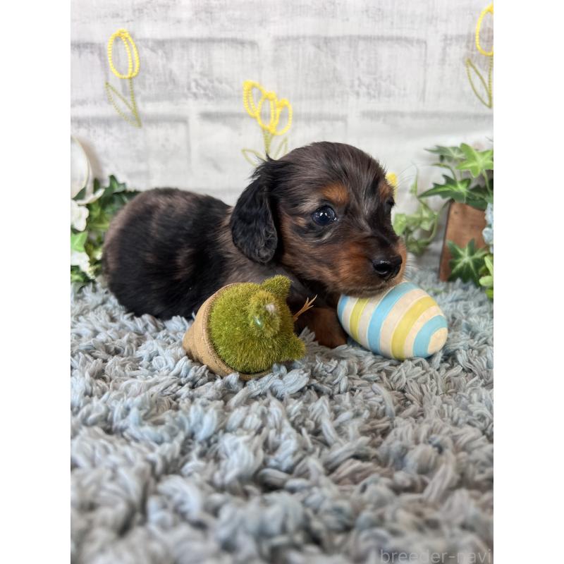 販売中の埼玉県のミニチュアダックスフンド(ロングヘアード)-443167の9枚目