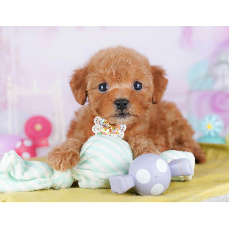 販売中の千葉県のトイプードル-443280の8枚目