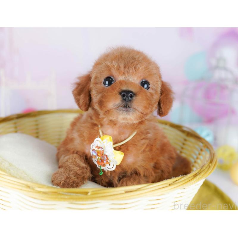 販売中の千葉県のトイプードル-443280の7枚目