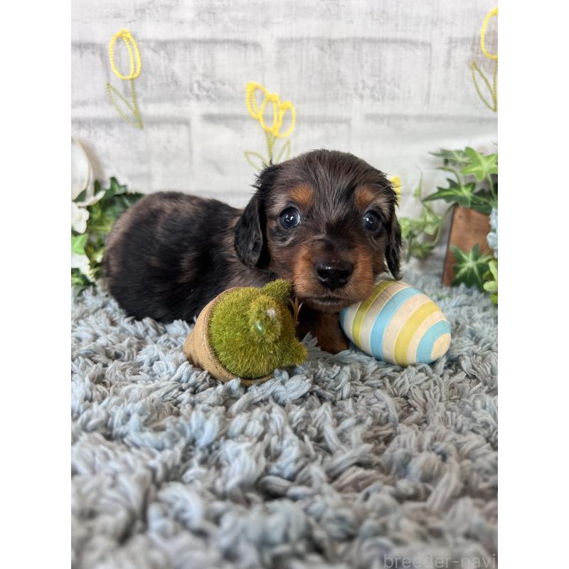 販売中の埼玉県のミニチュアダックスフンド(ロングヘアード)-443167の8枚目