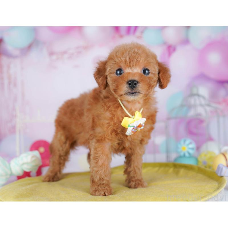 販売中の千葉県のトイプードル-443280の5枚目