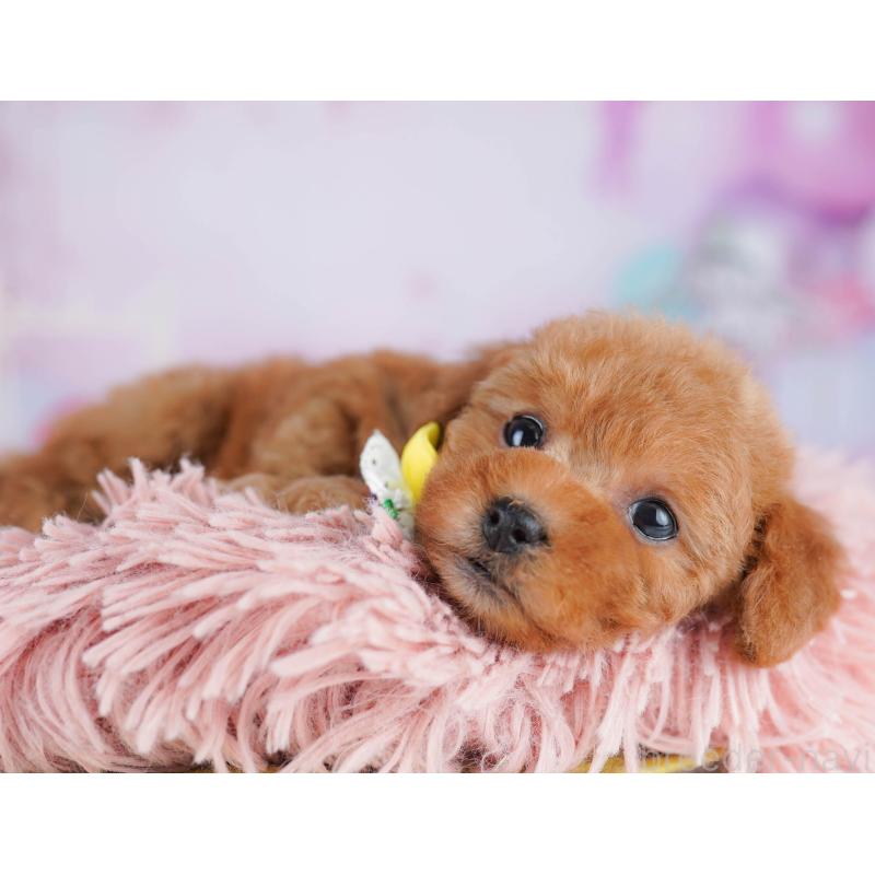 販売中の千葉県のトイプードル-443280の4枚目