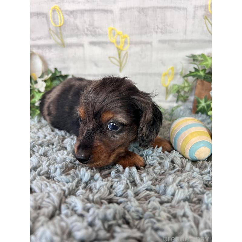 販売中の埼玉県のミニチュアダックスフンド(ロングヘアード)-443167の6枚目