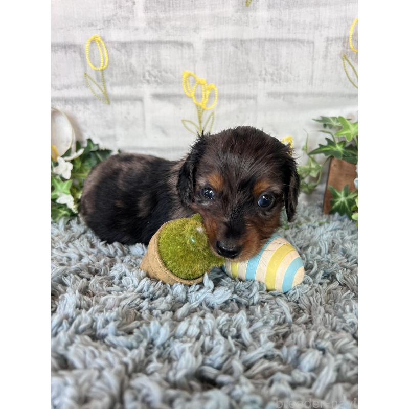 販売中の埼玉県のミニチュアダックスフンド(ロングヘアード)-443167の5枚目