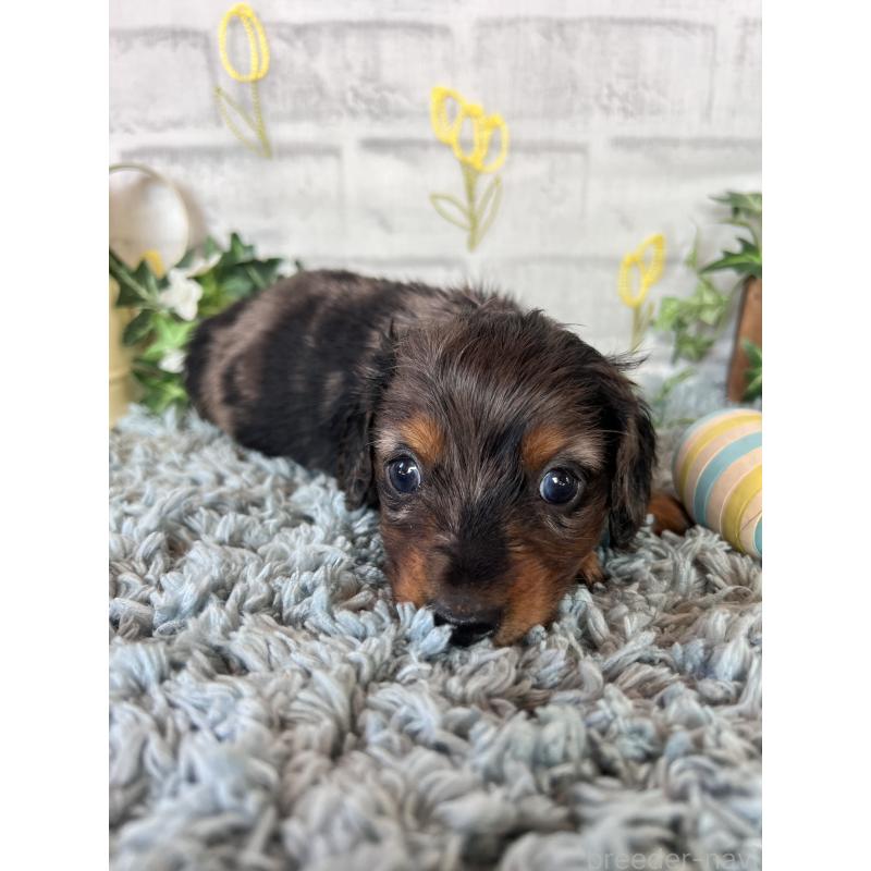 販売中の埼玉県のミニチュアダックスフンド(ロングヘアード)-443167の3枚目