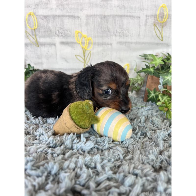 販売中の埼玉県のミニチュアダックスフンド(ロングヘアード)-443167の2枚目