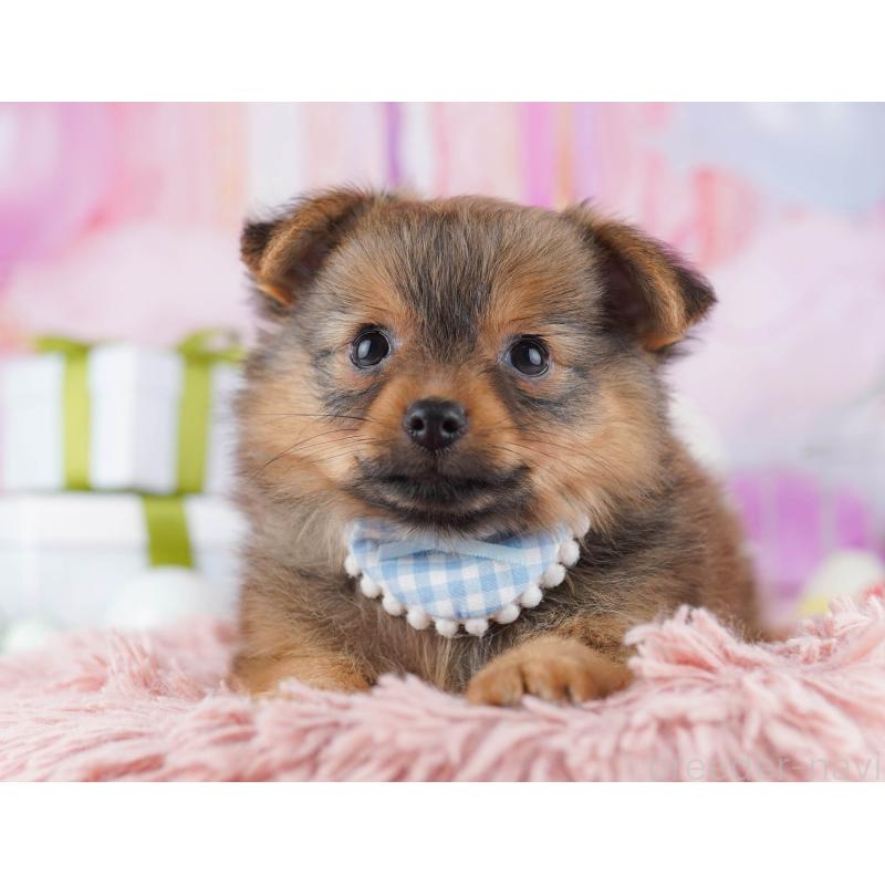 販売中の千葉県のポメチワ:ポメラニアン×チワワ-443285