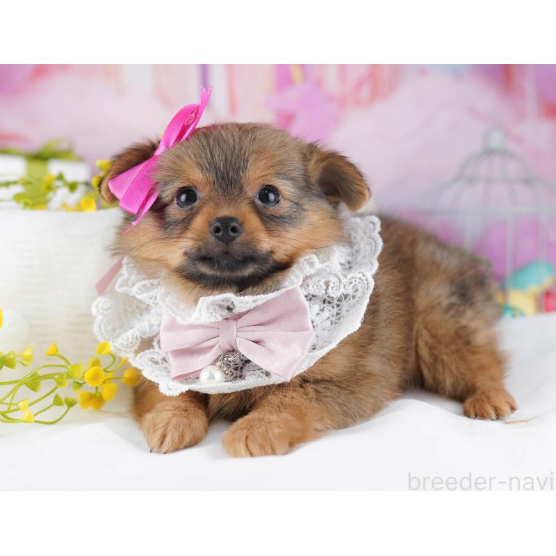 販売中の千葉県のポメチワ:ポメラニアン×チワワ-443285の11枚目