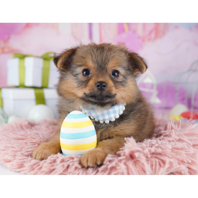 販売中の千葉県のポメチワ:ポメラニアン×チワワ-443285の10枚目