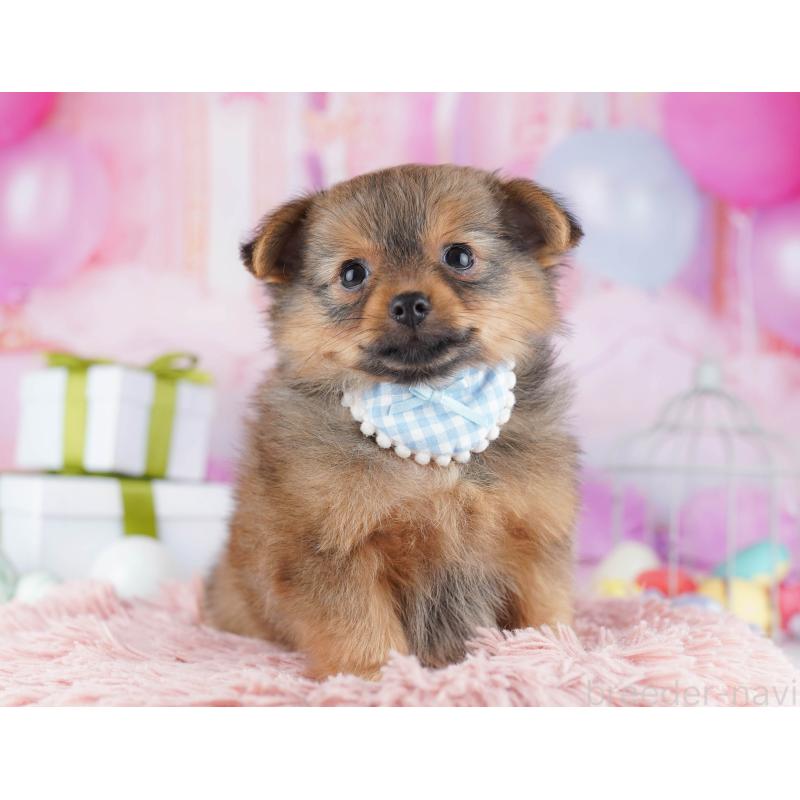 販売中の千葉県のポメチワ:ポメラニアン×チワワ-443285の9枚目