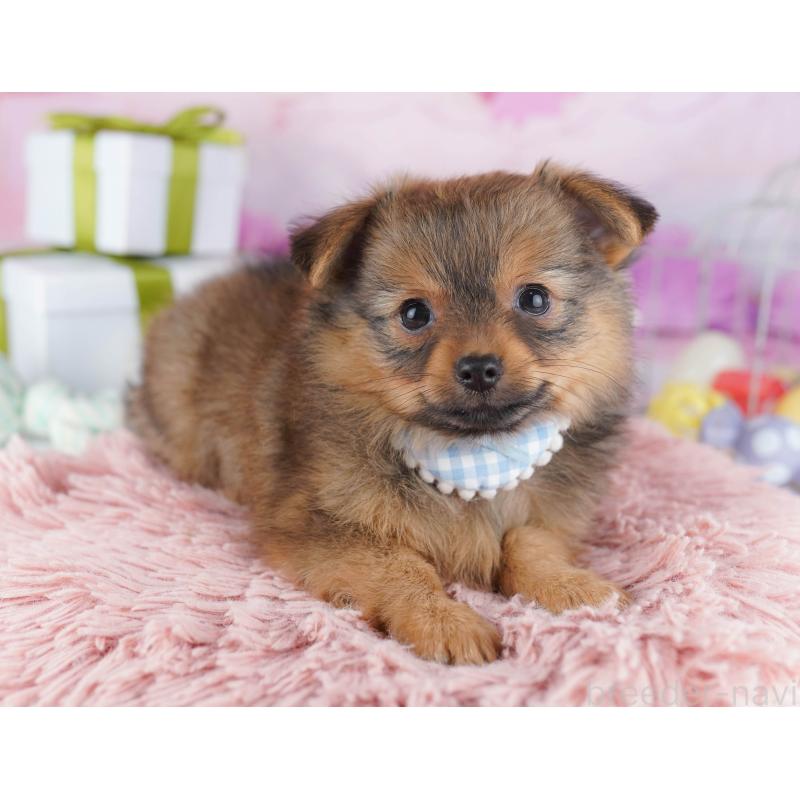 販売中の千葉県のポメチワ:ポメラニアン×チワワ-443285の7枚目